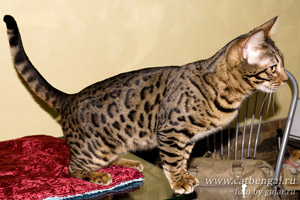 KISS CAT BEN BISMARK - бенгальский кот для вязок