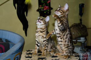 Бенгальская кошка - продажа котят