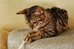 бенгальская кошка - алиментный кот подросток