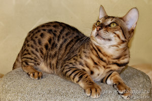 бенгальская кошка - алиментный кот подросток