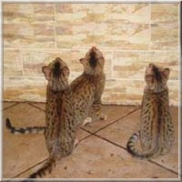 Бенгальские кошки питомника Golden Leopard